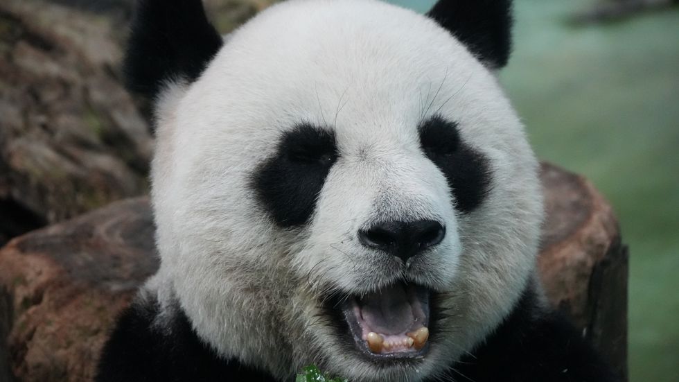 熊猫基地月亮产房幼年熊猫与三星堆青铜大立人