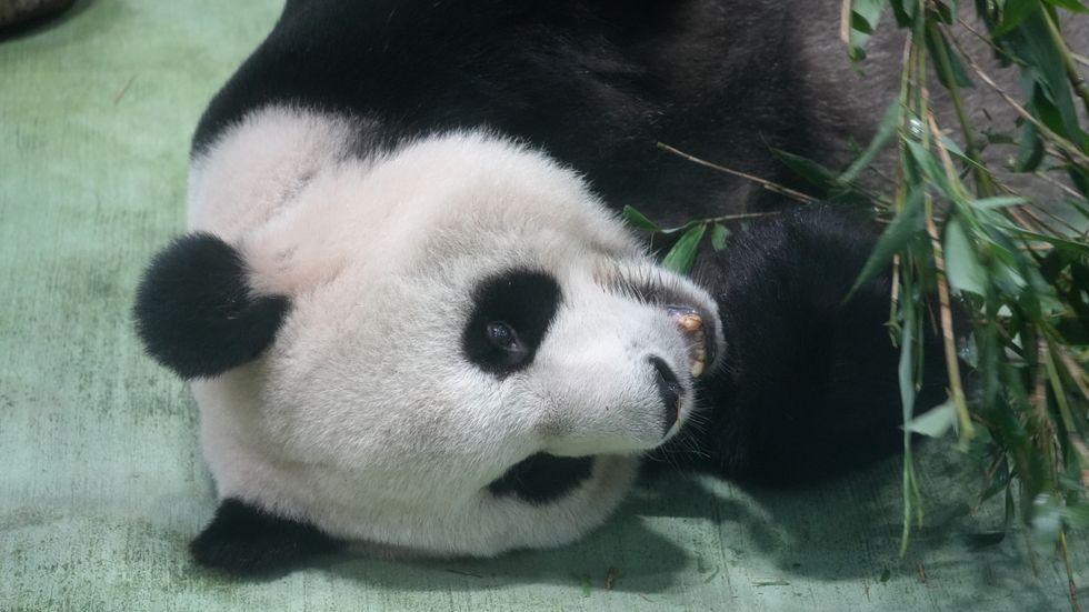 成都亲子游费用明细与注意事项参考图表